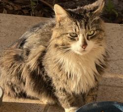 Found/Stray Unknown Cat last seen Tide Watch Drive, Butler Beach, FL 32080
