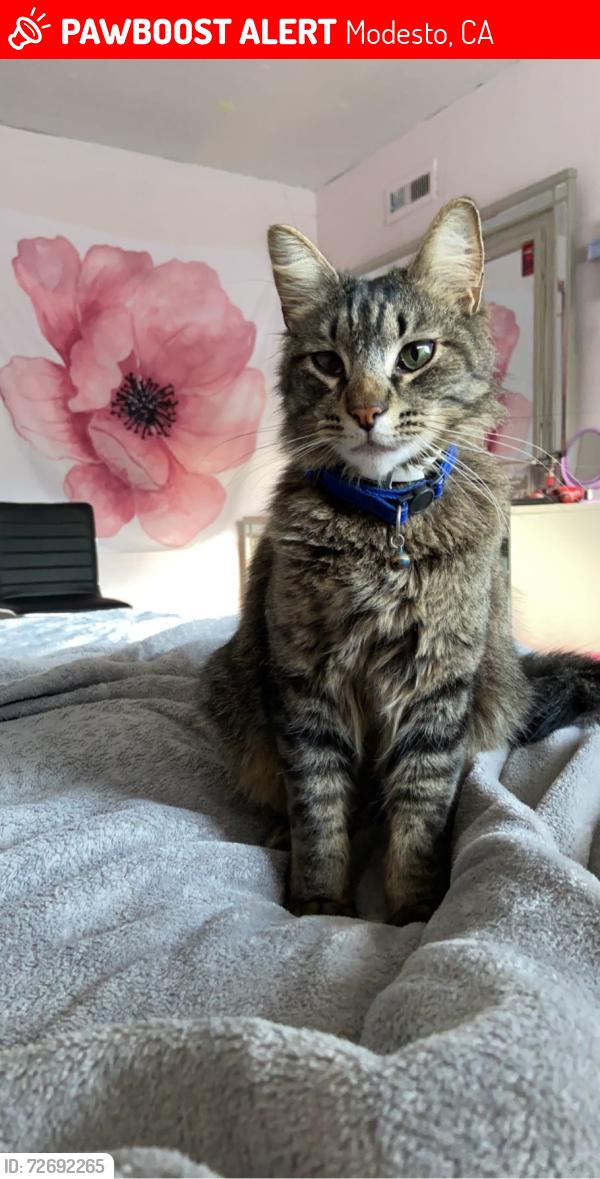 Lost Male Cat last seen Linwood drive, glenwood drive, Modesto, CA 95350