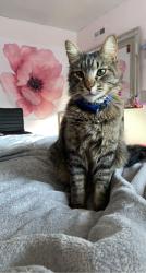 Lost Male Cat last seen Linwood drive, glenwood drive, Modesto, CA 95350