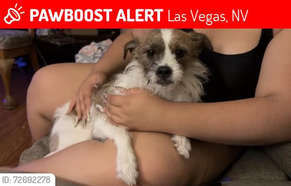 Lost Female Dog last seen Near Verdugo st, Las Vegas, NV 89147