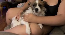Lost Female Dog last seen Near Verdugo st, Las Vegas, NV 89147