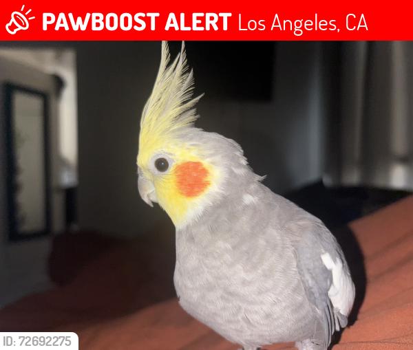 Lost Male Bird last seen 48th & Figueroa , Los Angeles, CA 90037
