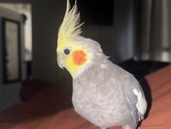 Lost Male Bird last seen 48th & Figueroa , Los Angeles, CA 90037