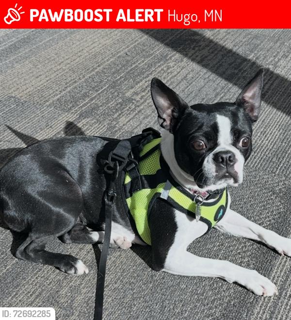 Lost Female Dog last seen Near Europa Ave N. White Bear Ave MN 55110, Hugo, MN 55110