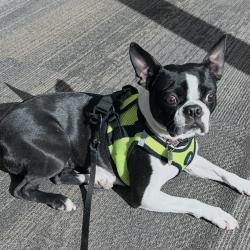 Lost Female Dog last seen Near Europa Ave N. White Bear Ave MN 55110, Hugo, MN 55110
