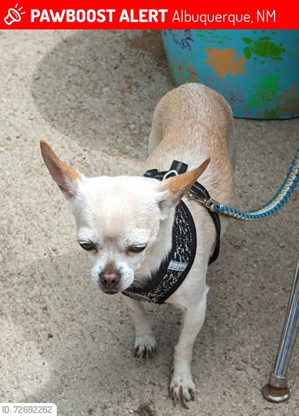 Lost Female Dog last seen Backyard of 5815 Day Dreamer Rd., Albuquerque, NM 87114