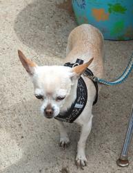 Lost Female Dog last seen Backyard of 5815 Day Dreamer Rd., Albuquerque, NM 87114