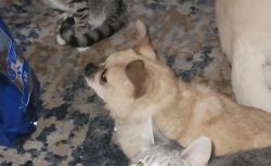 Lost Female Dog last seen E.49th Pershing , Cleveland, OH 44104