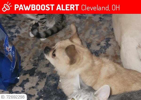 Lost Female Dog last seen E.49th Pershing , Cleveland, OH 44104