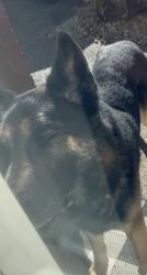 Found/Stray Male Dog last seen 152nd and 80th , Puyallup, WA 98375