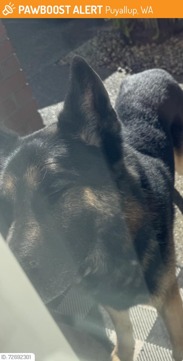 Found/Stray Male Dog last seen 152nd and 80th , Puyallup, WA 98375