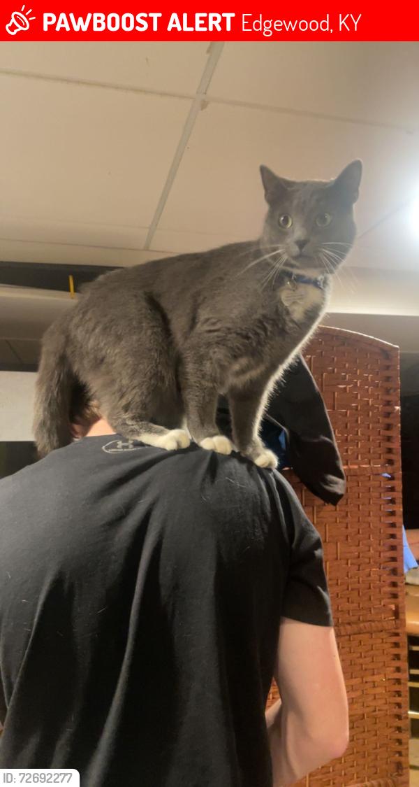 Lost Male Cat last seen Madonna drive, Edgewood, KY 41017