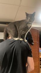 Lost Male Cat last seen Madonna drive, Edgewood, KY 41017