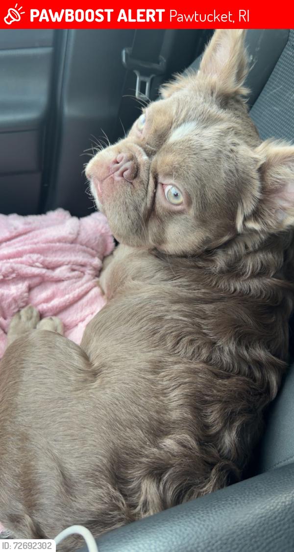 Lost Female Dog last seen High st , Pawtucket, RI 02860