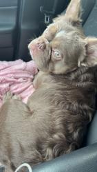 Lost Female Dog last seen High st , Pawtucket, RI 02860