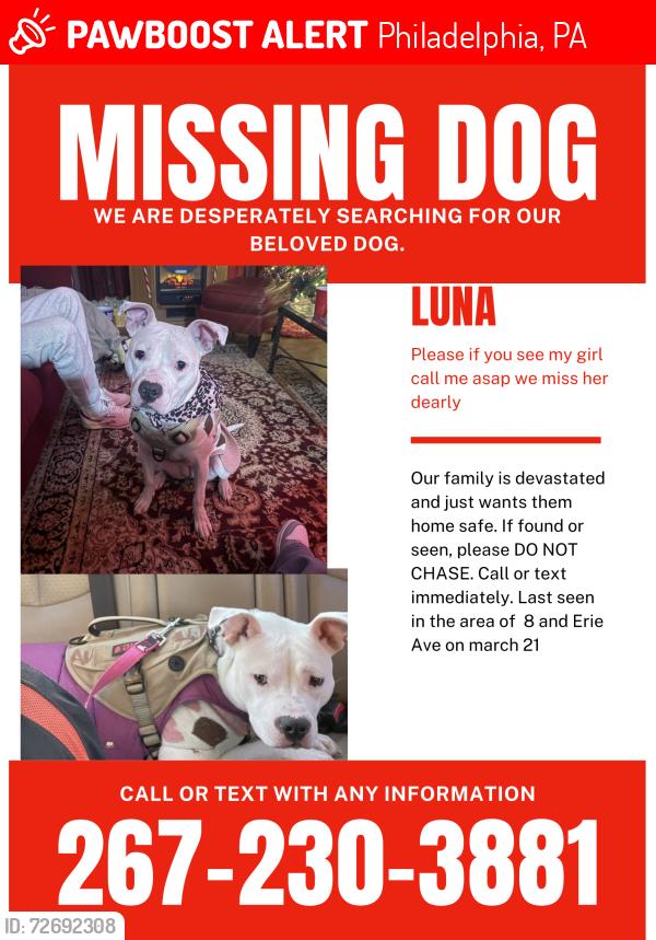 Lost Female Dog last seen 8th and Erie Ave , Philadelphia, PA 19140