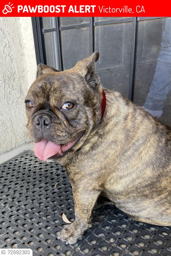Lost Female Dog last seen Between La Mesa and Bear Valley off of Cobalt st, Victorville, CA 92392