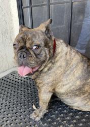 Lost Female Dog last seen Between La Mesa and Bear Valley off of Cobalt st, Victorville, CA 92392