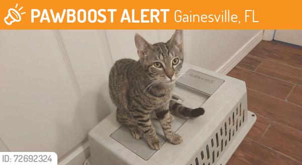 Found/Stray Male Cat last seen Pugh Hall on UF campus, Gainesville, FL 32611