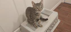Found/Stray Male Cat last seen Pugh Hall on UF campus, Gainesville, FL 32611