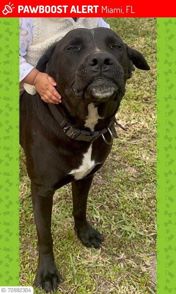 Lost Male Dog last seen Near St and 17 Ave, Miami, FL 33167