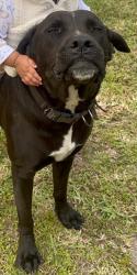 Lost Male Dog last seen Near St and 17 Ave, Miami, FL 33167