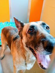 Found/Stray Female Dog last seen Paws and Claws Humane Society, Rochester, MN 55901