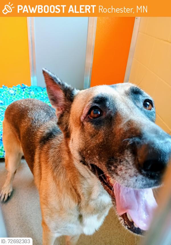 Found/Stray Female Dog last seen Paws and Claws Humane Society, Rochester, MN 55901