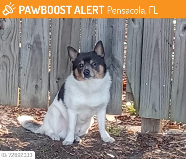 Found/Stray Male Dog last seen Mobile Highway & Michigan (behind Foosacklys), Pensacola, FL 32526