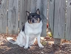 Found/Stray Male Dog last seen Mobile Highway & Michigan (behind Foosacklys), Pensacola, FL 32526