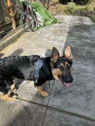Found/Stray Male Dog last seen pier park, Portland, OR 97203