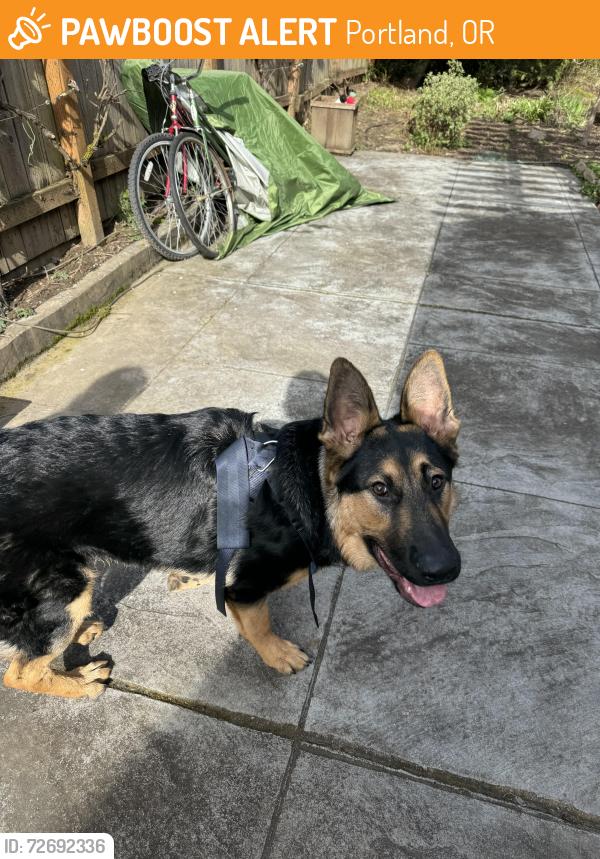 Found/Stray Male Dog last seen pier park, Portland, OR 97203