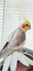 Lost Male Bird last seen Washingtongrove lane and broderick cir, Redland, MD 20877