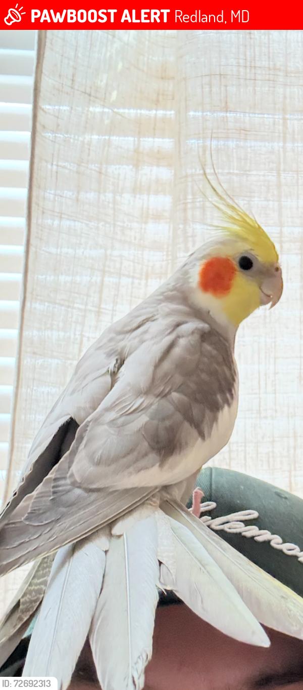 Lost Male Bird last seen Washingtongrove lane and broderick cir, Redland, MD 20877