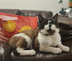 Lost Male Cat last seen Chaplain Road, Talbot Road., Greater London, England HA0 4UQ