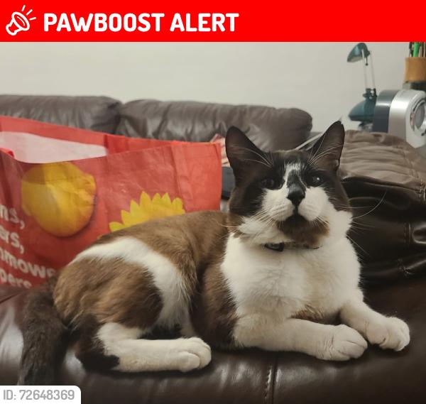 Lost Male Cat last seen Chaplain Road, Talbot Road., Greater London, England HA0 4UQ