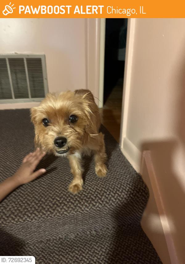 Found/Stray Female Dog last seen 69th King Drive, Chicago, IL 60637