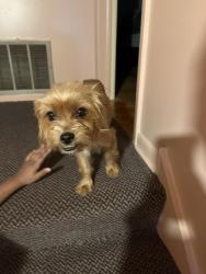 Found/Stray Female Dog last seen 69th King Drive, Chicago, IL 60637