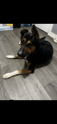 Lost Male Dog last seen Sin fronteras baseline , Little Rock, AR 72209