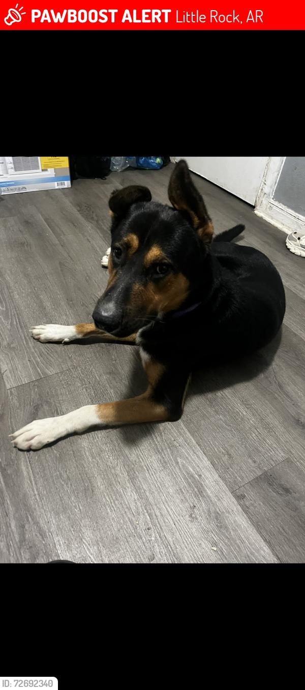 Lost Male Dog last seen Sin fronteras baseline , Little Rock, AR 72209