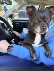Found/Stray Male Dog last seen Rich road 83rd ave , Olympia, WA 98599