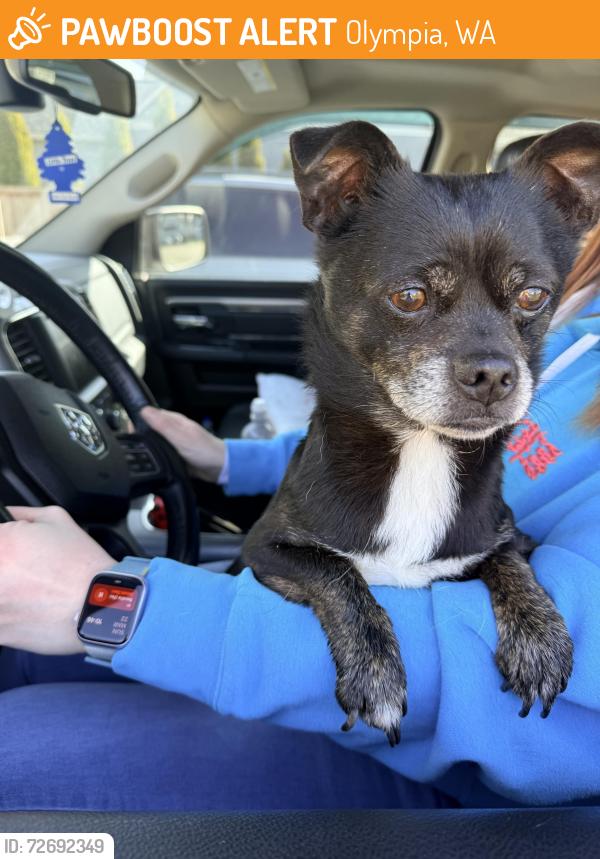 Found/Stray Male Dog last seen Rich road 83rd ave , Olympia, WA 98599