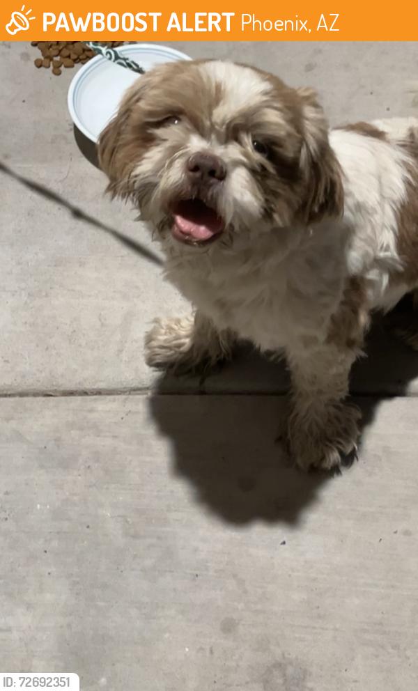 Found/Stray Male Dog last seen Off of 7th and Apollo, Phoenix, AZ 85040