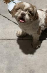 Found/Stray Male Dog last seen Off of 7th and Apollo, Phoenix, AZ 85040