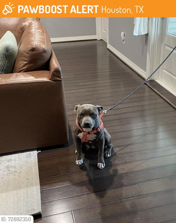 Found/Stray Male Dog last seen Near Imogene St, Houston, Tx, Houston, TX 77074