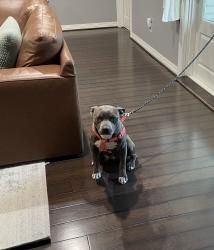 Found/Stray Male Dog last seen Near Imogene St, Houston, Tx, Houston, TX 77074