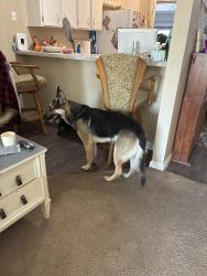 Found/Stray Male Dog last seen East Chapman and State College, Fullerton, CA 92831