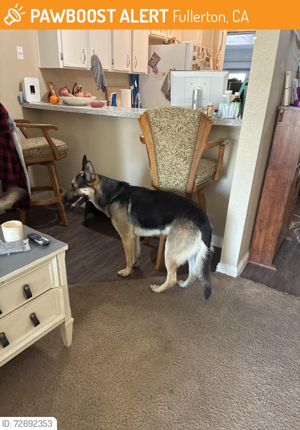 Found/Stray Male Dog last seen East Chapman and State College, Fullerton, CA 92831
