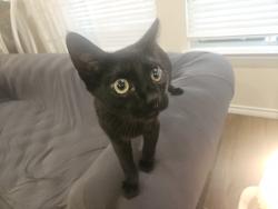 Lost Male Cat last seen King creek off 56 near walling bend, Clifton, TX 76634