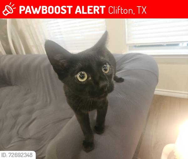 Lost Male Cat last seen King creek off 56 near walling bend, Clifton, TX 76634